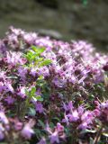 Thymus reverdattoanus