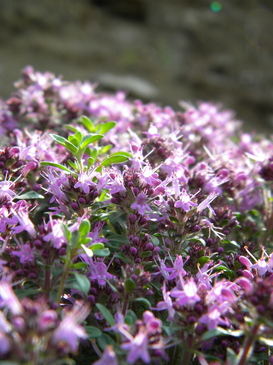 Изображение особи Thymus reverdattoanus.