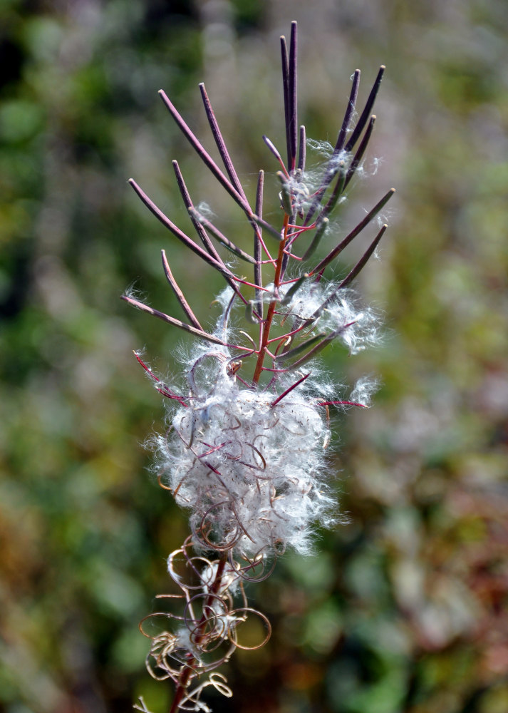 Image of Chamaenerion angustifolium specimen.