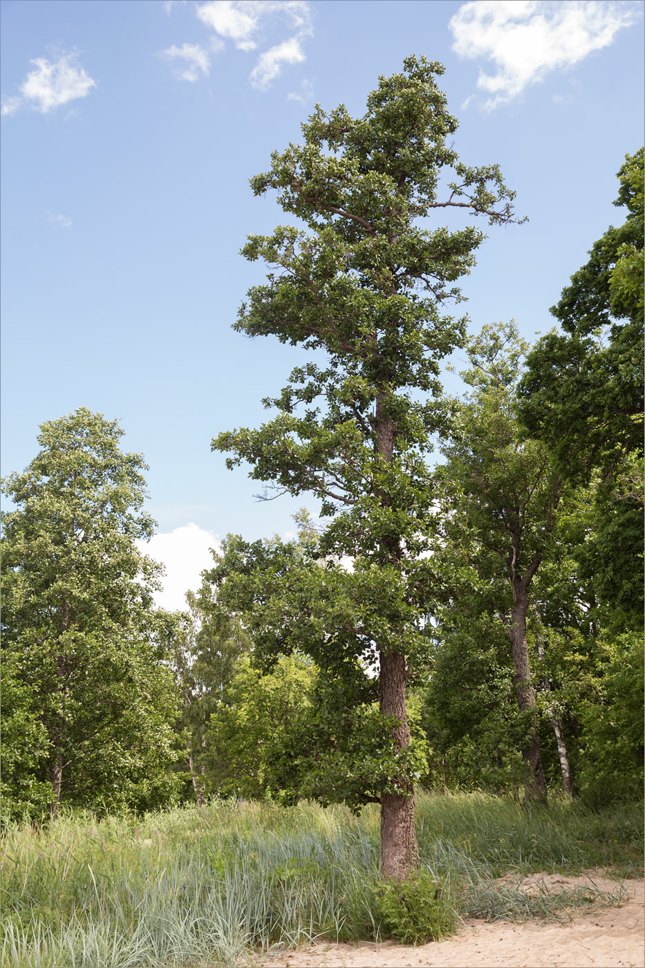 Изображение особи Alnus glutinosa.