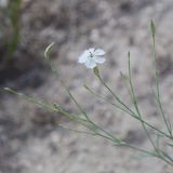 род Dianthus