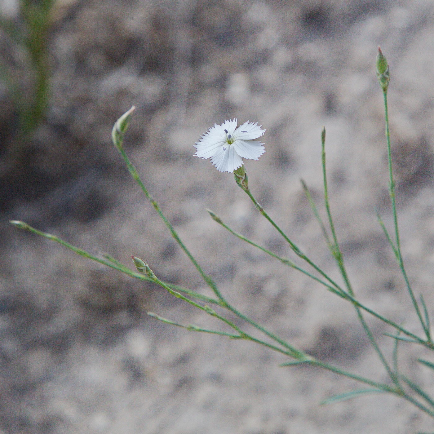 Image of genus Dianthus specimen.