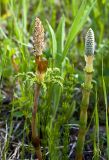 Equisetum sylvaticum. Побеги со стробилами. Новосибирская обл., Мошковский р-н, берёзово-осиновый лес. 13.06.2010.