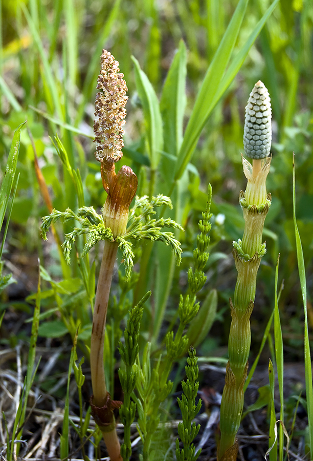 Изображение особи Equisetum sylvaticum.