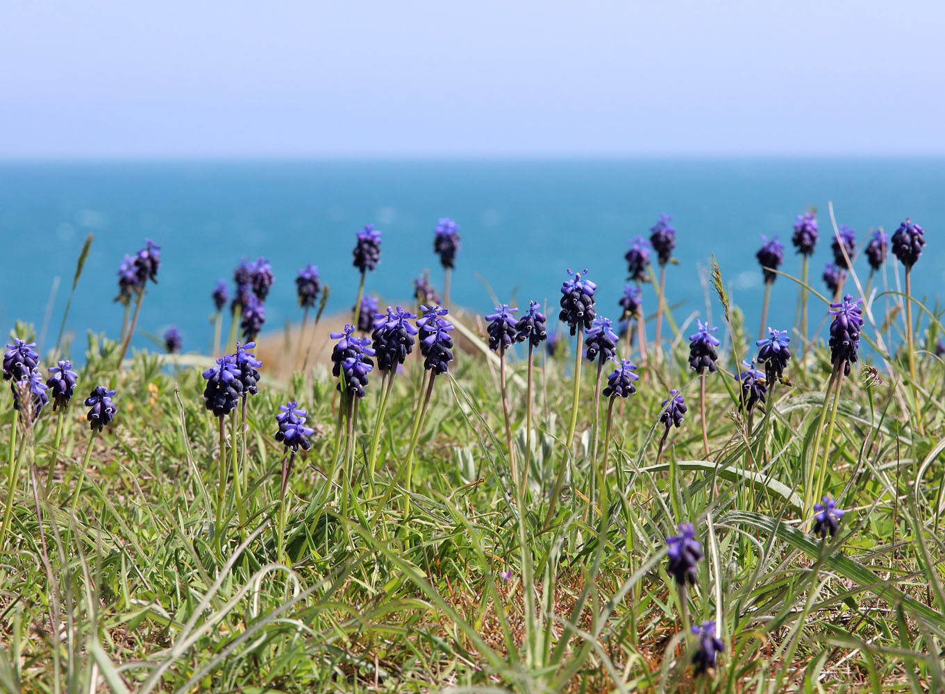 Изображение особи Muscari neglectum.