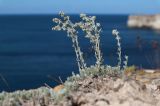 Artemisia caucasica