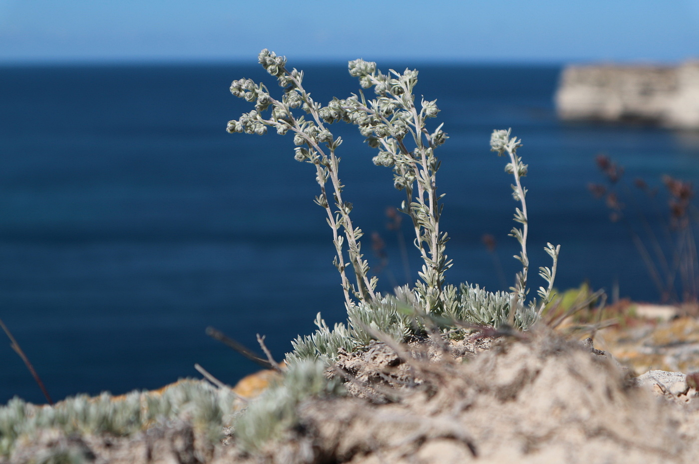 Изображение особи Artemisia caucasica.