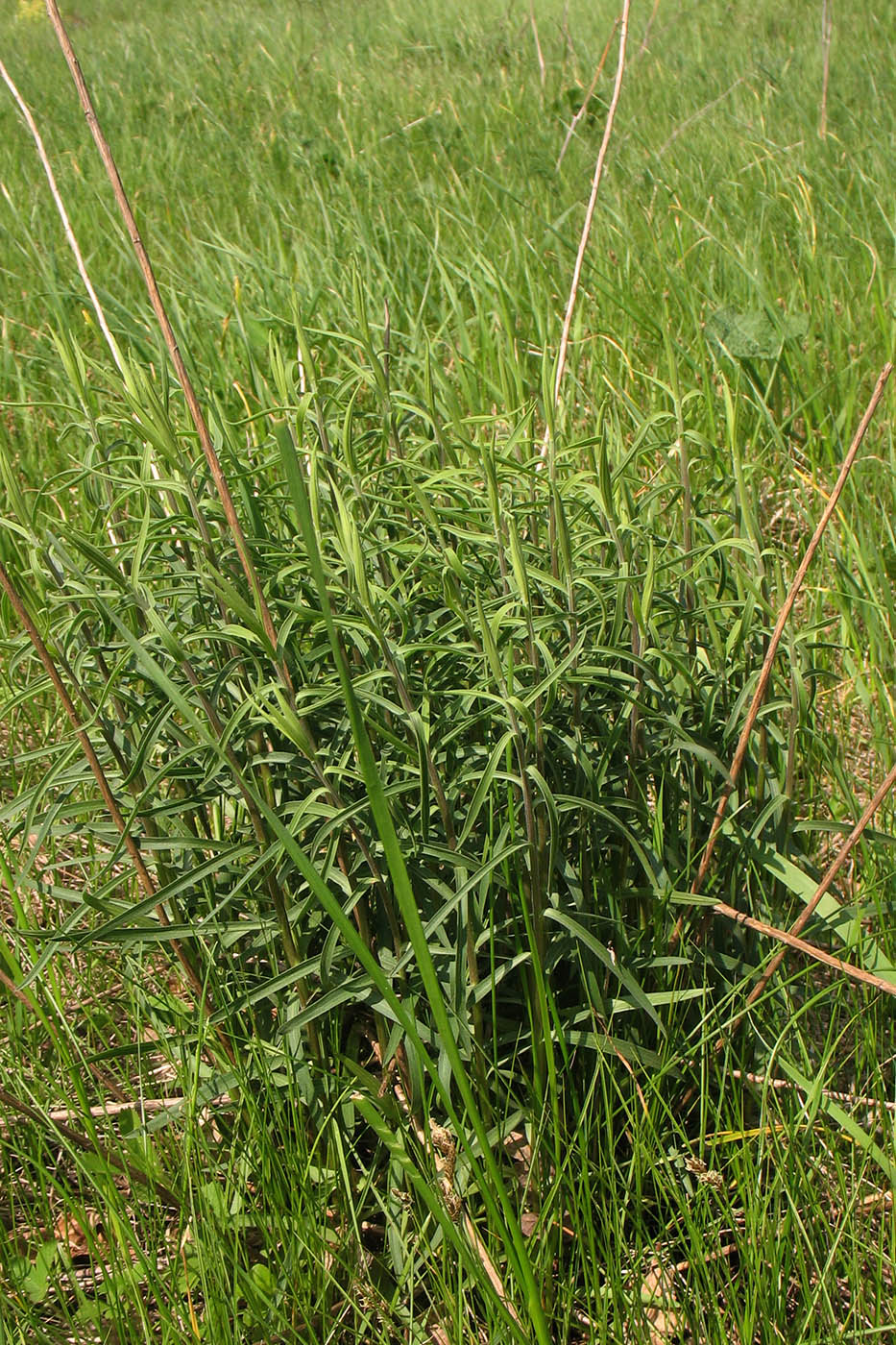 Image of Hieracium umbellatum specimen.