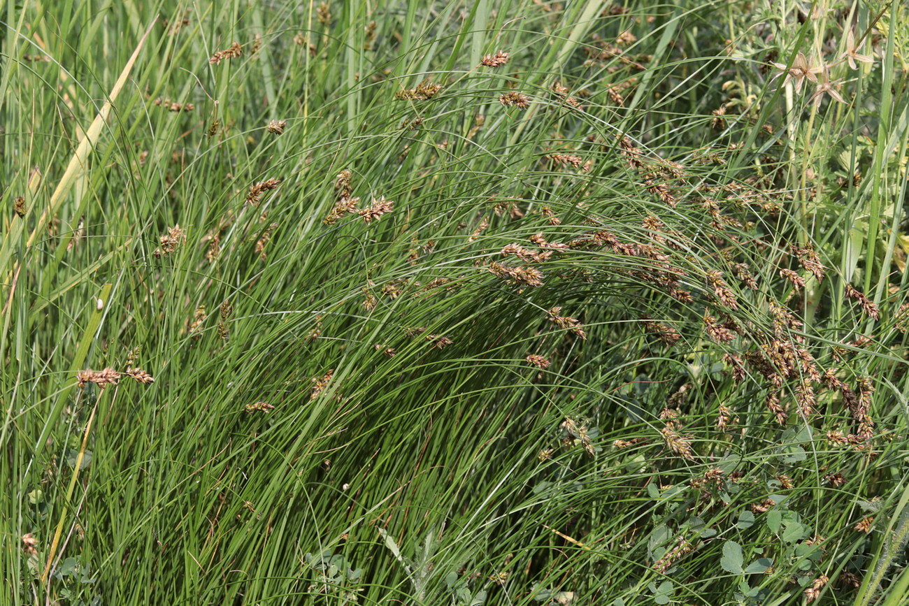 Изображение особи Carex stenophylla.