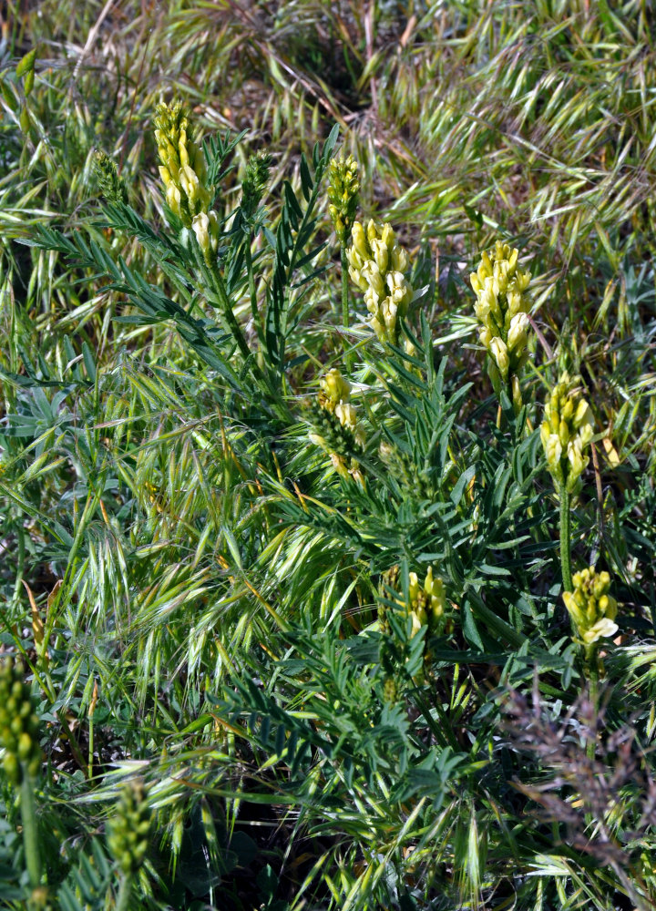Image of Astragalus asper specimen.