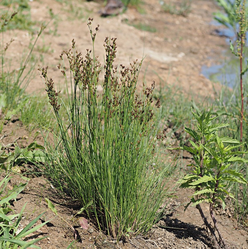 Изображение особи Juncus compressus.