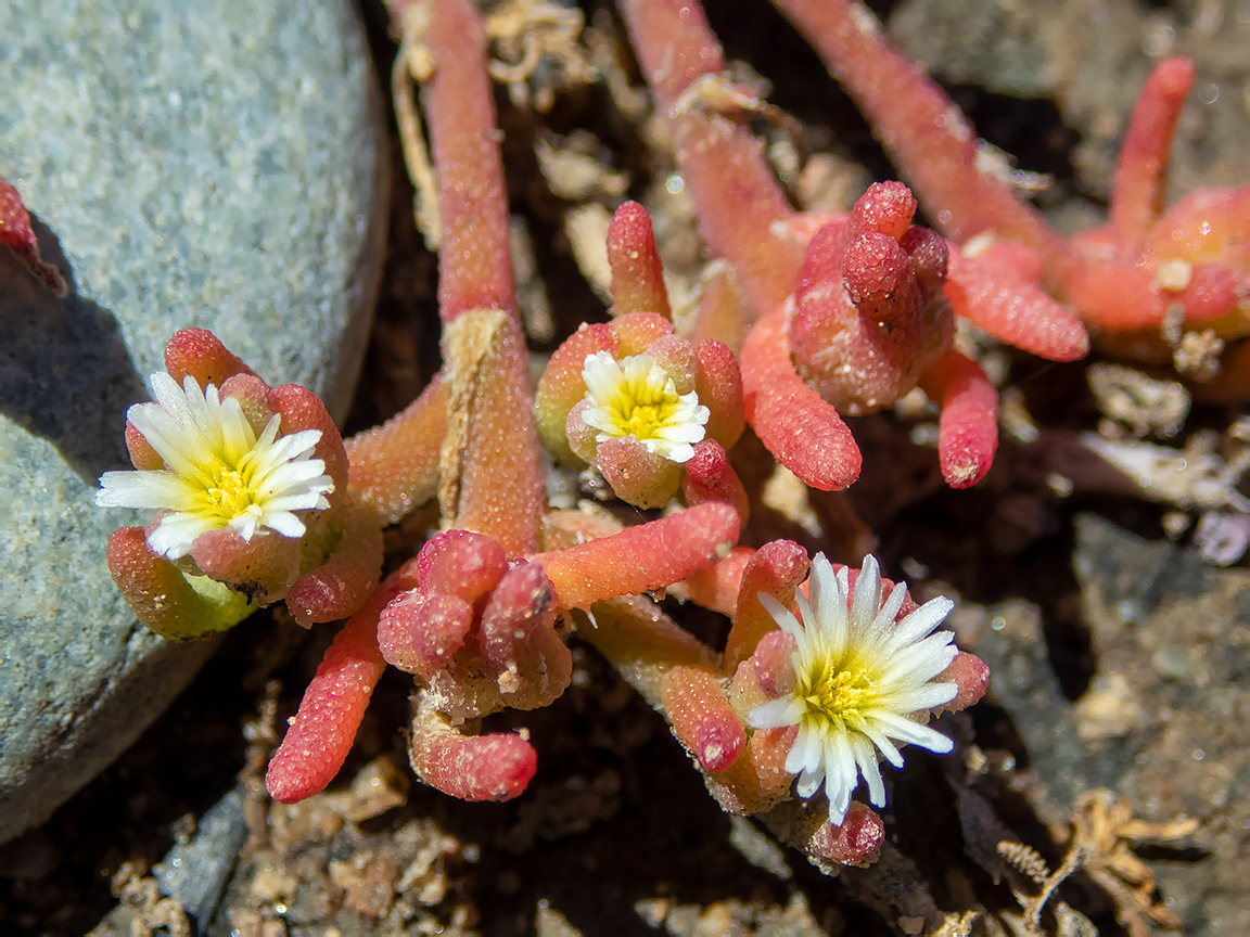 Image of Mesembryanthemum nodiflorum specimen.