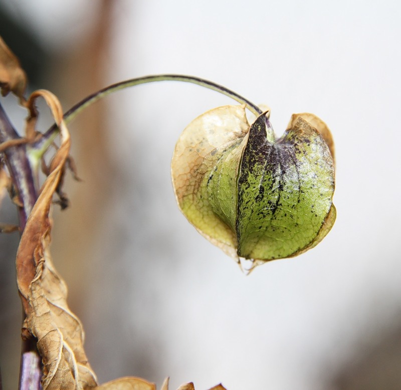 Изображение особи Nicandra physalodes.