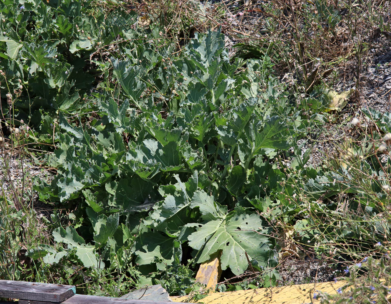 Image of Crambe × tchalenkoae specimen.