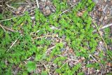 Herniaria glabra