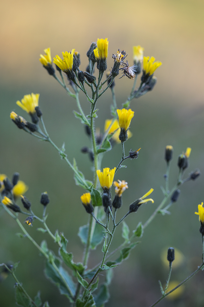 Image of genus Hieracium specimen.