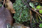 genus Pellia