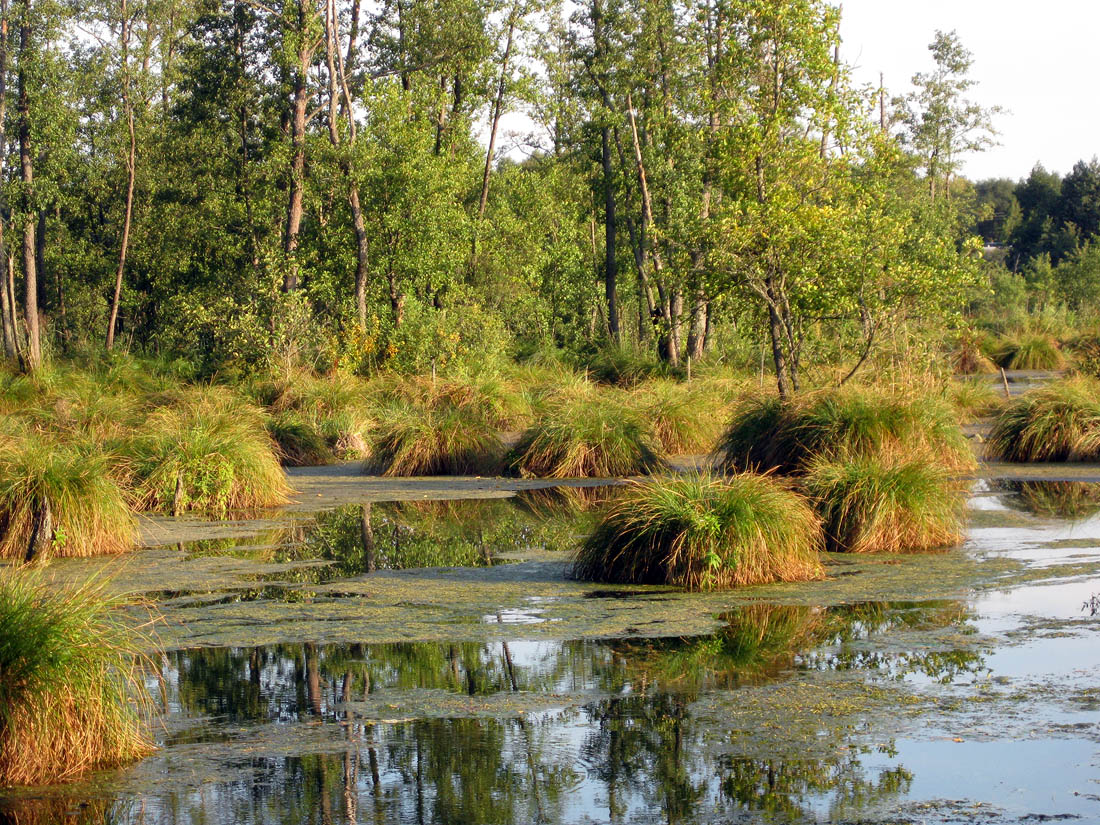 Image of genus Carex specimen.