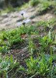 Aster alpinus. Цветущее растение на опушке соснового леса. Республика Алтай, Усть-Коксинский р-н, окр. с. Мульта, перешеек между Нижним и Средним Мультинскими озёрами. 09.07.2021.