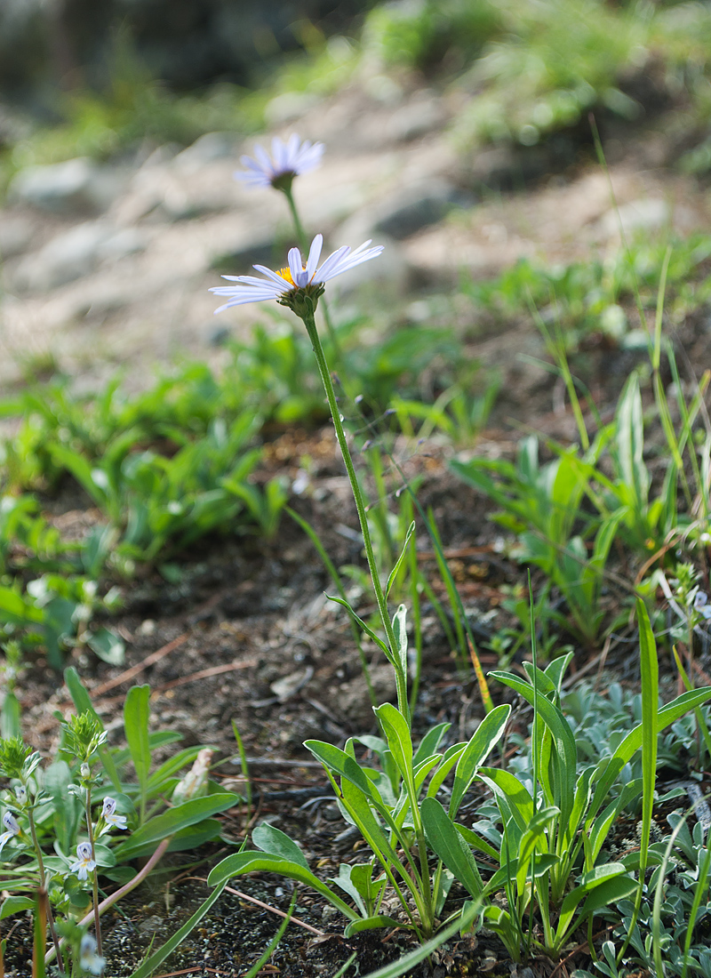 Изображение особи Aster alpinus.