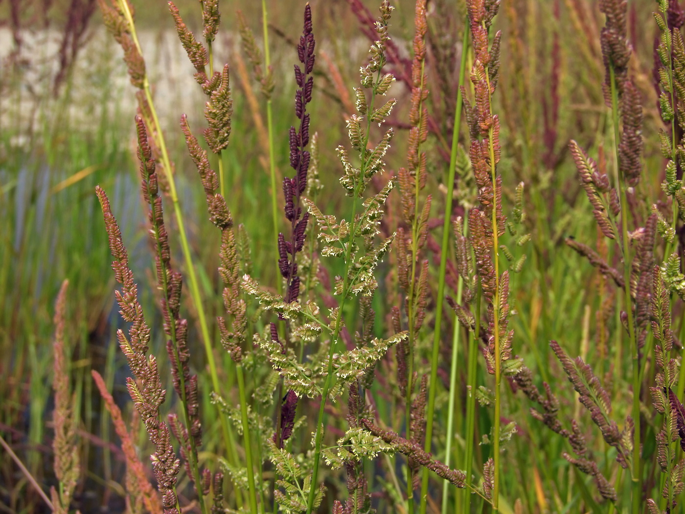 Image of Beckmannia syzigachne specimen.