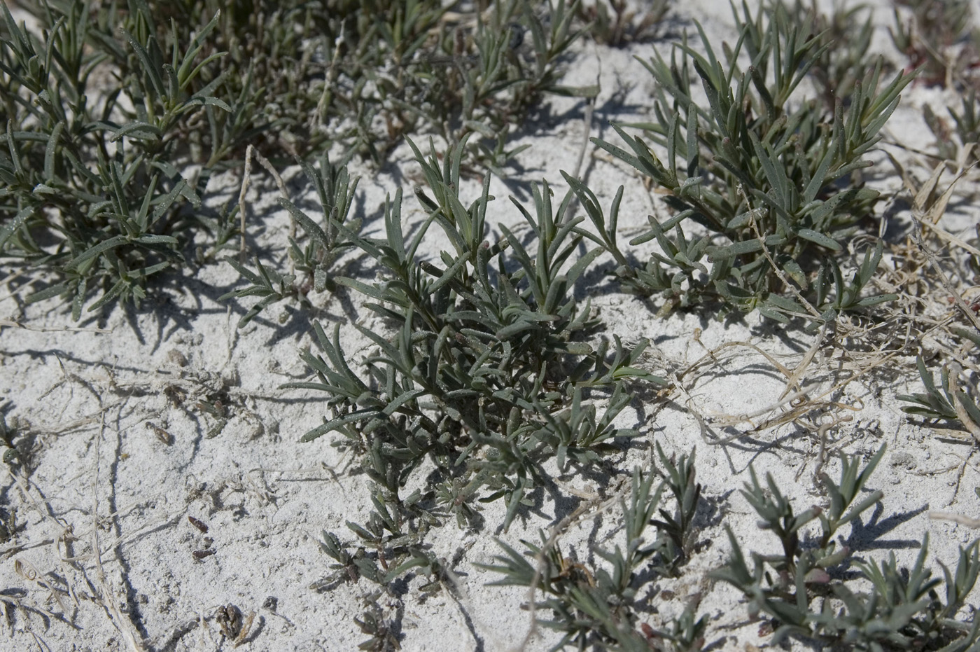 Изображение особи семейство Chenopodiaceae.