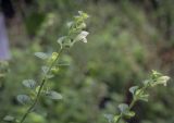 Scutellaria albida. Верхушка цветущего побега. Москва, Аптекарский огород, теневой сад, в культуре. 03.09.2021.