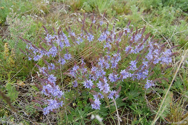 Изображение особи Veronica capsellicarpa.