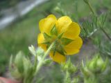 Potentilla adscharica. Цветок (вид со стороны чашечки). Северная Осетия, гор. округ Владикавказ, окр. с. Ниж. Ларс, ок. 1300 м н.у.м., среднегорный луг. 12.06.2021.