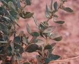 Chenopodium frutescens. Средняя часть растения. Республика Алтай, Кош-Агачский р-н, ур. Марс, глинистый склон. 1 августа 2020 г.