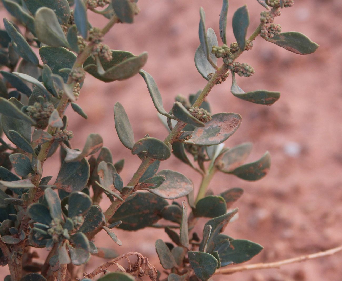 Image of Chenopodium frutescens specimen.