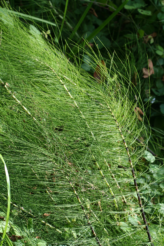 Image of Equisetum telmateia specimen.