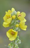 Verbascum gossypinum. Цветки. Республика Северная Осетия-Алания, Ирафский р-н, Большой Кавказ, Гуларский хр., правый склон ущелья р. Гулардон в р-не ведущей на перевал Гуларвцек старой геологической дороги, ≈ 2520 м н.у.м., субальпийский луг. 07.07.2021.