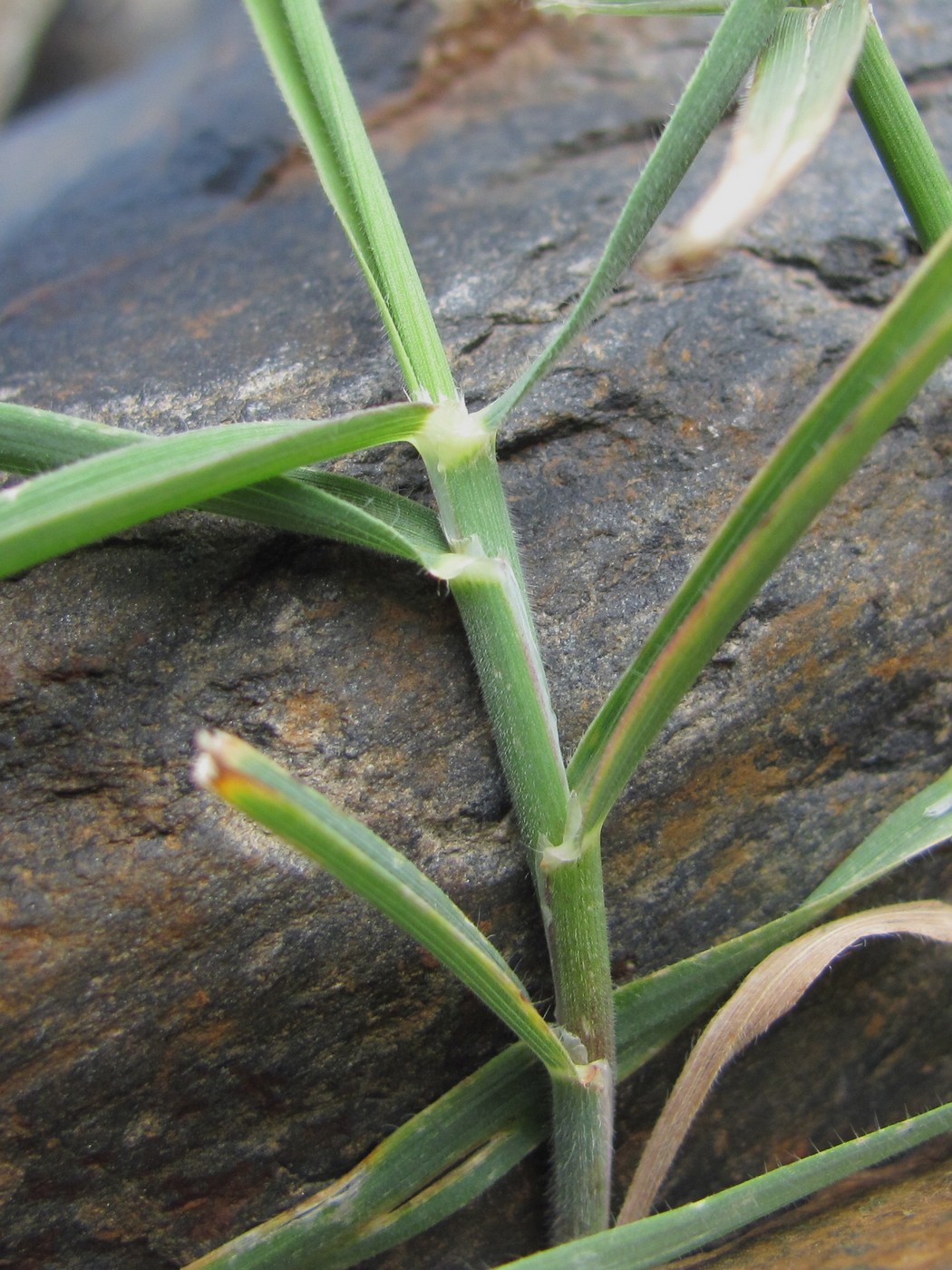 Изображение особи семейство Poaceae.