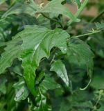 Atriplex sagittata. Листья. Пермь, Свердловский р-н, пустырь. 24 августа 2021 г.