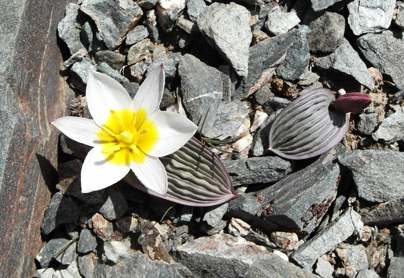Изображение особи Tulipa regelii.