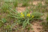 Astragalus henningii. Цветущее растение. Калмыкия, Целинный р-н, окр. села Троицкое, балка Каменная, сухая степь. 17.04.2022.