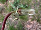 genus Taraxacum. Созревающее соплодие (часть обёртки удалена) на верхушке побега. Ульяновск, Заволжский р-н, опушка дубового леса. 15.05.2022.