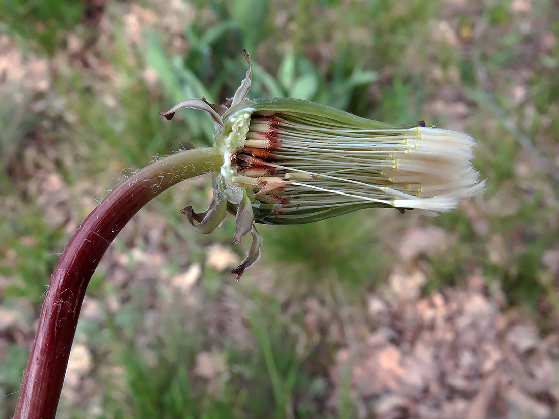 Изображение особи род Taraxacum.