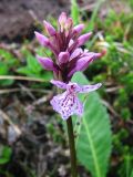 Dactylorhiza psychrophila. Соцветие. Кольский п-ов, Восточный Мурман, окр. оз. Цыгъявр (Туманное). 11.07.2009.