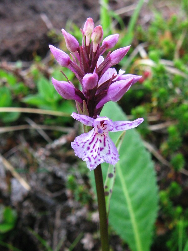 Image of Dactylorhiza psychrophila specimen.