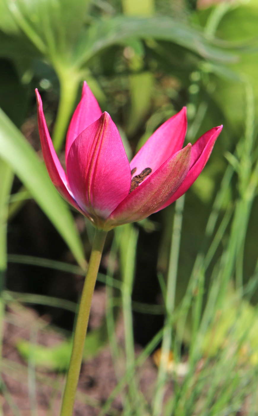 Image of Tulipa humilis specimen.