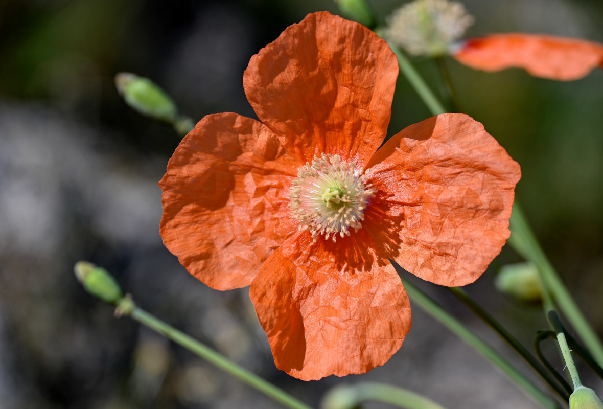 Изображение особи Papaver fugax.