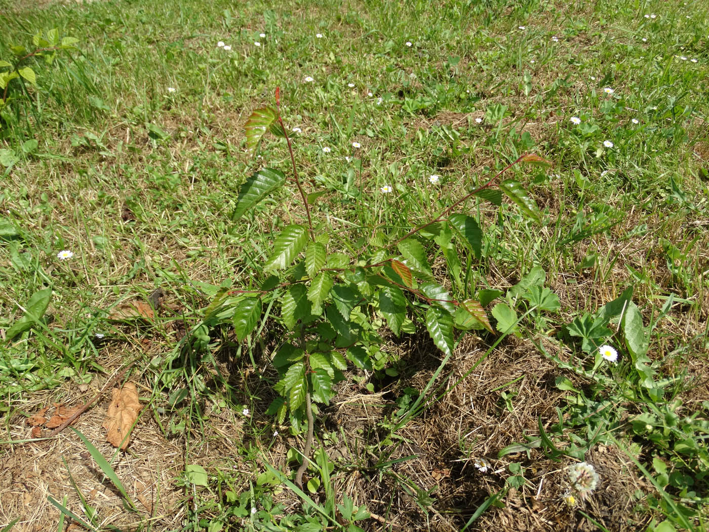 Изображение особи Carpinus orientalis.