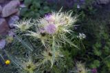 Cirsium obvallatum. Верхушка цветущего растения. Республика Дагестан, Ахтынский р-н, с. Гдым, пойма р. Гдымчай. 16.07.2022.