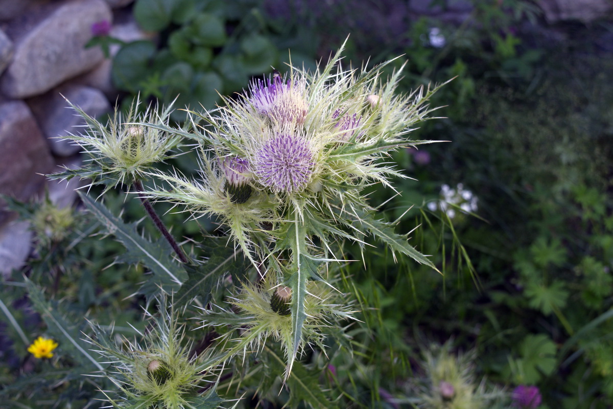 Изображение особи Cirsium obvallatum.