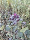 Arctium tomentosum