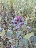 Arctium tomentosum