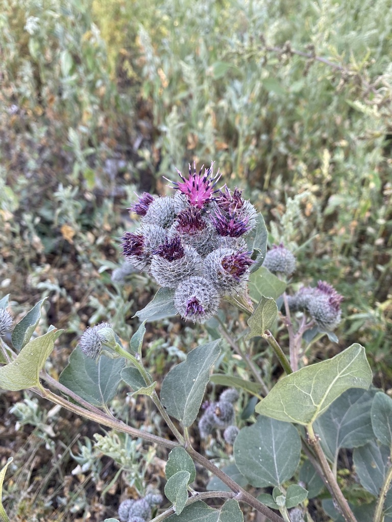 Image of Arctium tomentosum specimen.