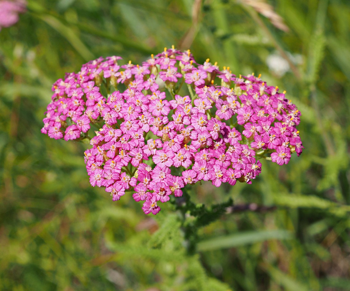 Изображение особи Achillea millefolium.